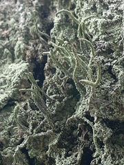 Cladonia cornuta
