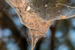 Phryganoporus candidus