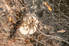 Phryganoporus candidus