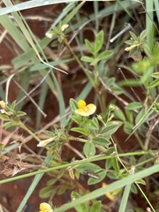 Stylosanthes fruticosa