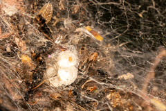 Phryganoporus candidus