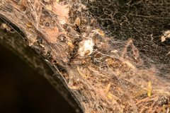 Phryganoporus candidus