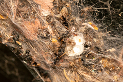 Phryganoporus candidus