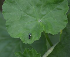 Macugonalia leucomelas
