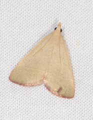Hypsopygia albidalis