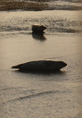 Phoca vitulina