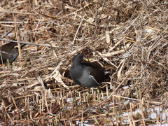 Gallinula chloropus