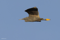 Egretta ardesiaca