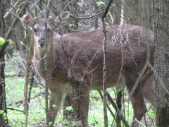 Cervus nippon