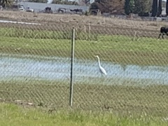 Ardea alba