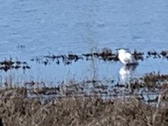 Egretta thula