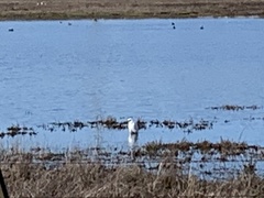 Egretta thula