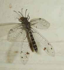 Bandidus breviusculus