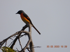 Pericrocotus cinnamomeus