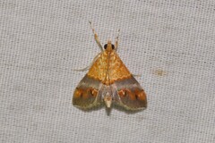 Tetracona amathealis