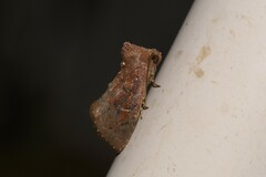 Elusa