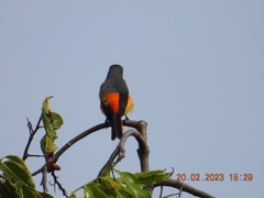 Pericrocotus cinnamomeus