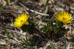 Adonis amurensis