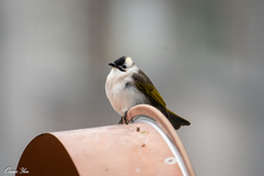 Pycnonotus taivanus × sinensis