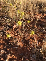 Ptilotus gaudichaudii