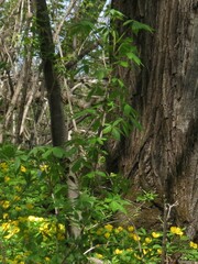 Eleutherococcus senticosus