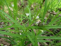 Pseudostellaria sylvatica