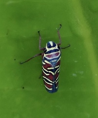 Agrosoma placetis