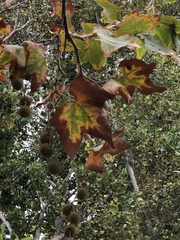 Xylella fastidiosa