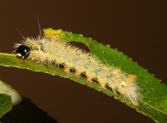 Halysidota tessellaris