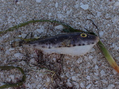 Sphoeroides spengleri