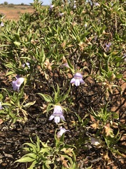 Eremophila freelingii