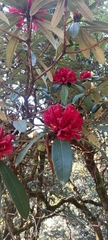 Rhododendron arboreum