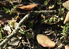 Lysimachia linum-stellatum