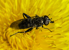 Chalcosyrphus nemorum