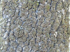 Quercus rotundifolia