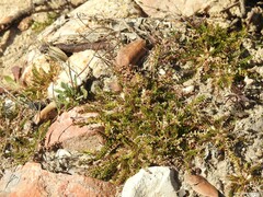 Biserrula pelecinus