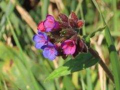 Pulmonaria longifolia