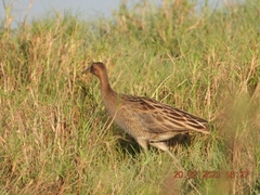 Gallicrex cinerea