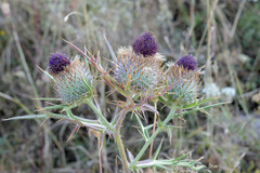 Cirsium ligulare