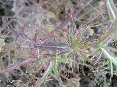 Cirsium ligulare