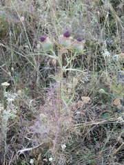 Cirsium ligulare
