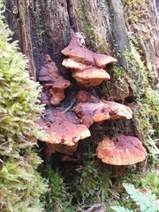 Gloeophyllum odoratum