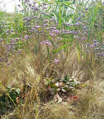 Limonium alutaceum