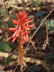 Aloe arborescens