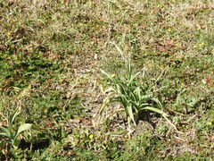 Calendula arvensis