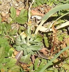Calendula arvensis