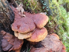 Gloeophyllum odoratum