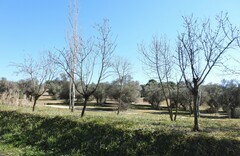 Olea europaea