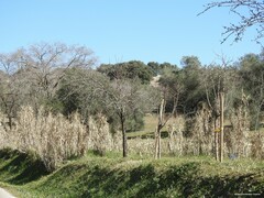 Arundo donax