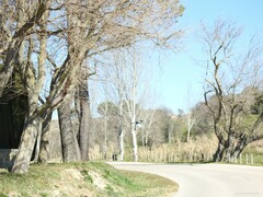 Arundo donax
